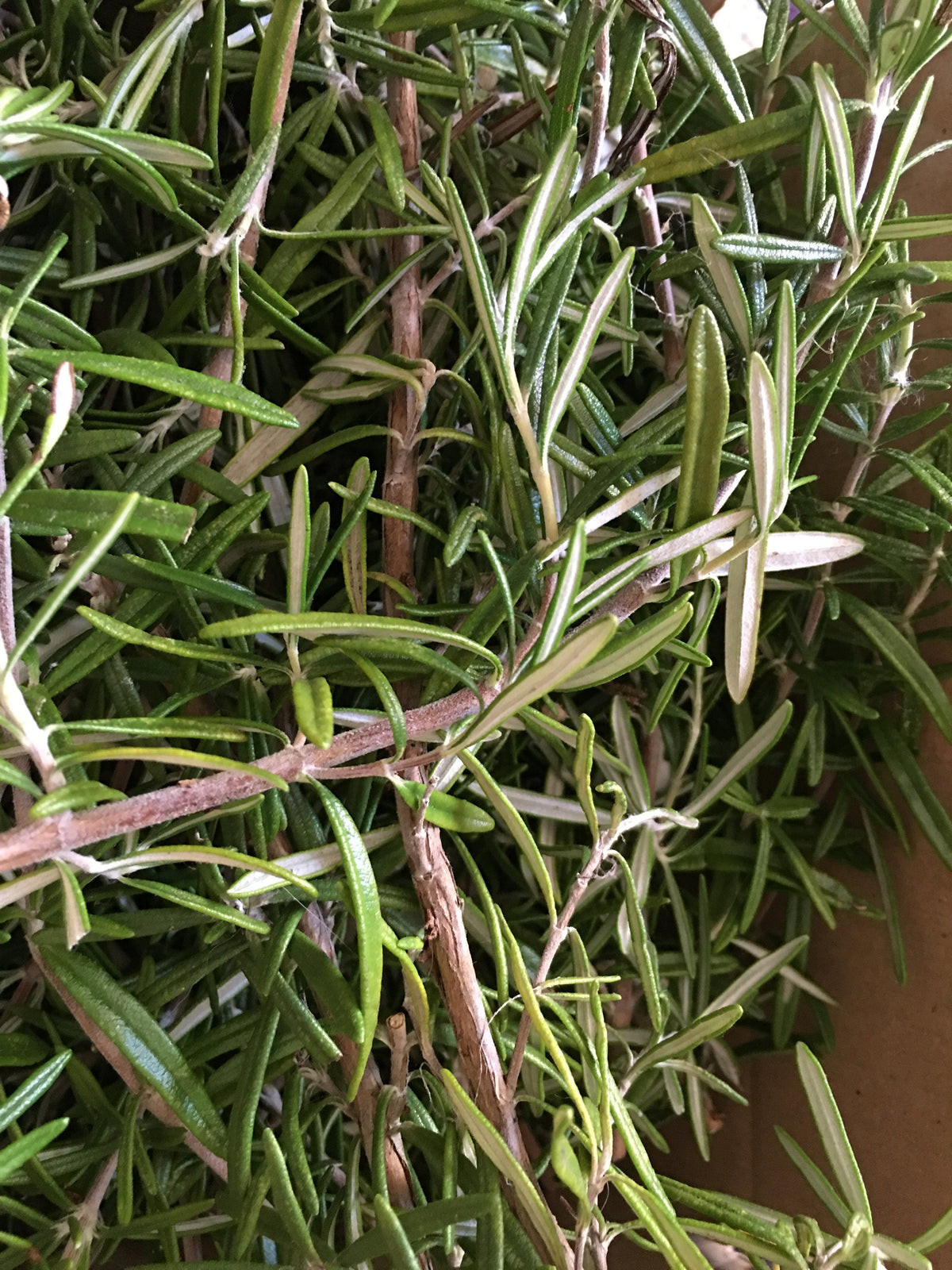 Fresh Organic Rosemary Sprigs: Culinary Herb, Smudging, Soap Making