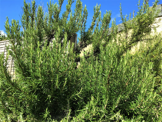 Fresh Organic Rosemary Sprigs: Culinary Herb, Smudging, Soap Making