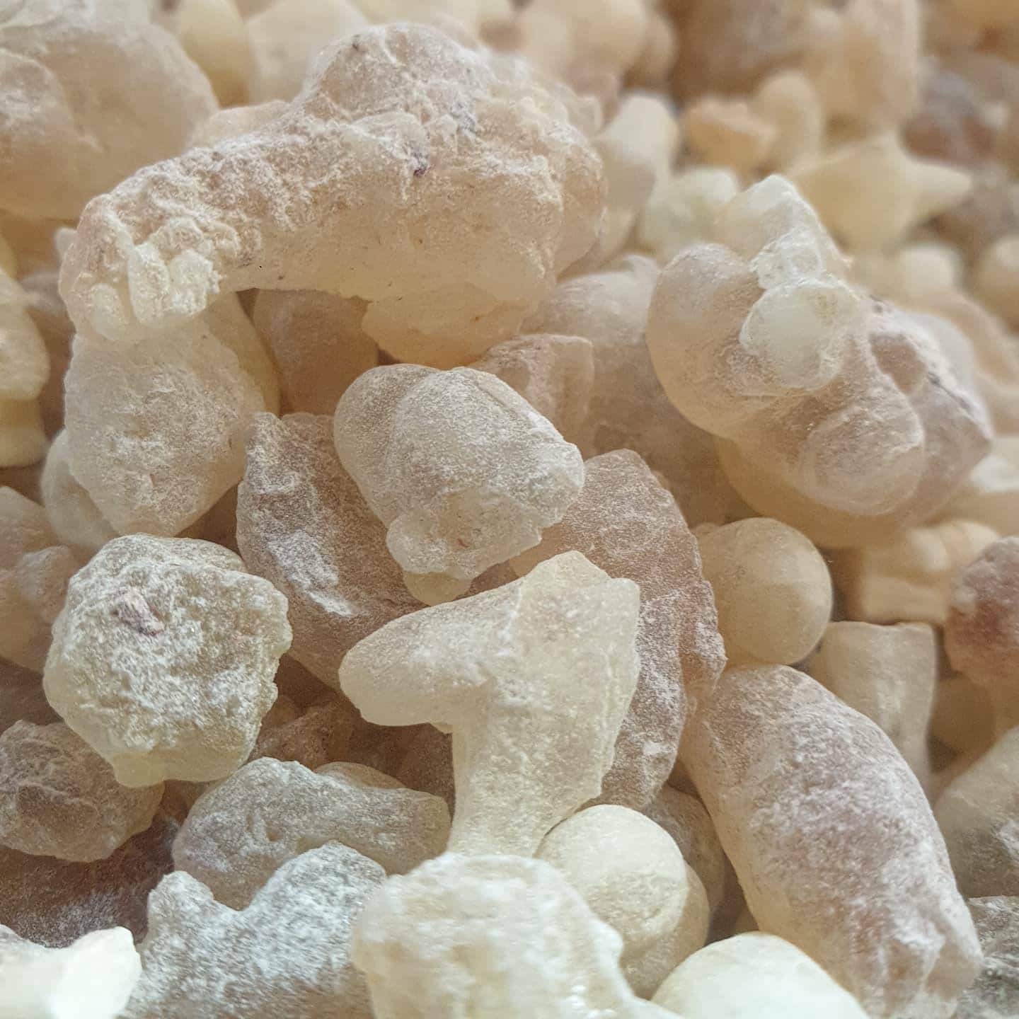 close u of fresh frankincense from oman