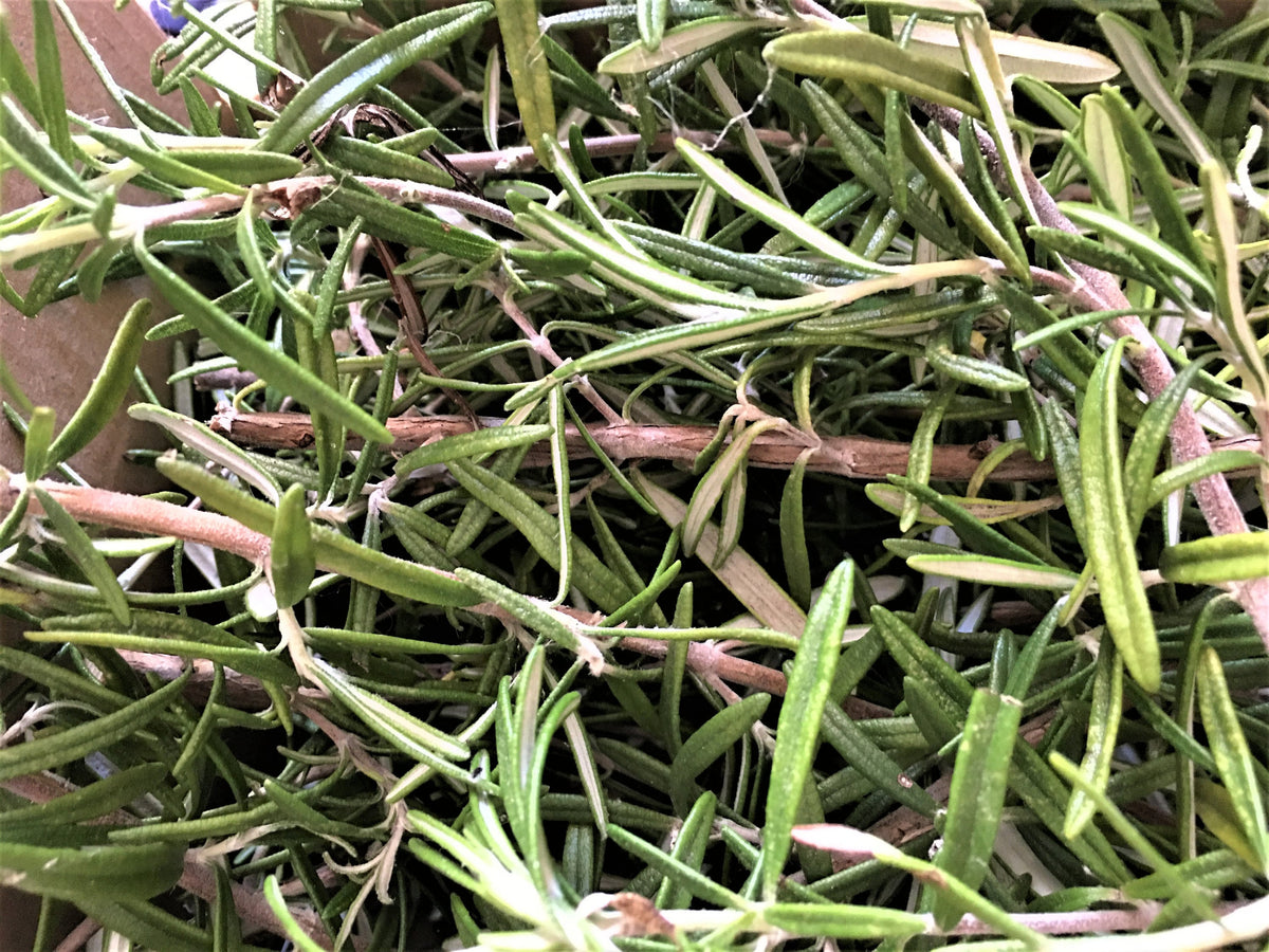 Fresh Organic Rosemary Sprigs: Culinary Herb, Smudging, Soap Making